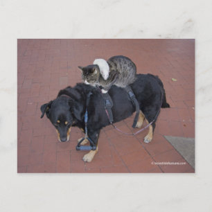 Carte Postale Booger, Kitty et Mousey sur State Street