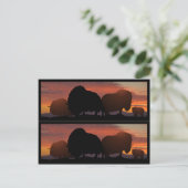 Carte Postale Bookmarkers de boeuf de musc (Debout devant)