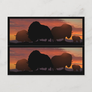 Carte Postale Bookmarkers de boeuf de musc