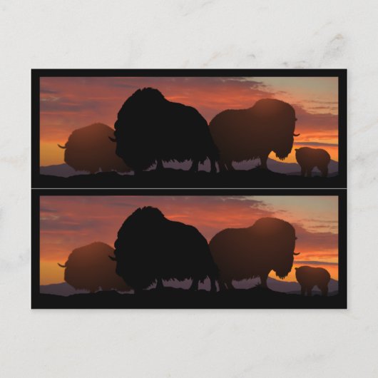 Carte Postale Bookmarkers de boeuf de musc (Devant)