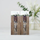 Carte Postale Bookmarkers Howdy-Howdy Horse (Debout devant)