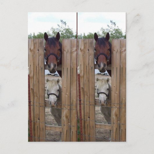 Carte Postale Bookmarkers Howdy-Howdy Horse (Devant)