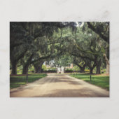 Carte Postale Boone Hall Oaks (Devant)