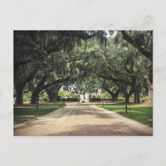 Carte Postale Boone Hall Oaks (Devant)