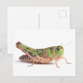 Carte Postale Boopie Grasshopper Closeup Photo (Devant / Derrière)