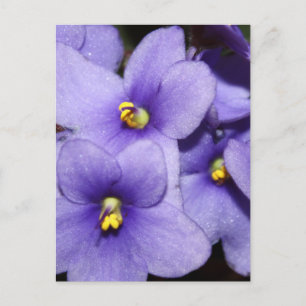 Carte Postale Boquet violet