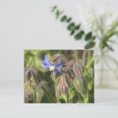 Carte Postale Borago officinalis (Debout devant)
