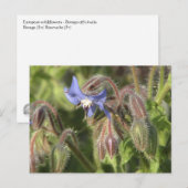 Carte Postale Borago officinalis (Devant / Derrière)