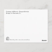 Carte Postale Borago officinalis (Dos)