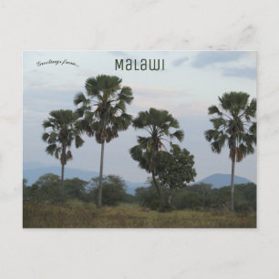 Carte Postale Borassus Aethiopum Palm au camp de Mvuu au Malawi