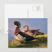 Carte Postale Bord de lac, Canard branchu (Devant / Derrière)