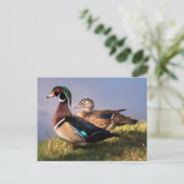 Carte Postale Bord de lac, Canard branchu (Debout devant)