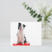 Carte Postale Border collie (Debout devant)