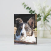 CARTE POSTALE BORDER COLLIE (Debout devant)