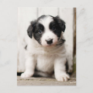 Carte Postale Border Collie