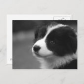 Carte Postale Border Collie (Devant / Derrière)