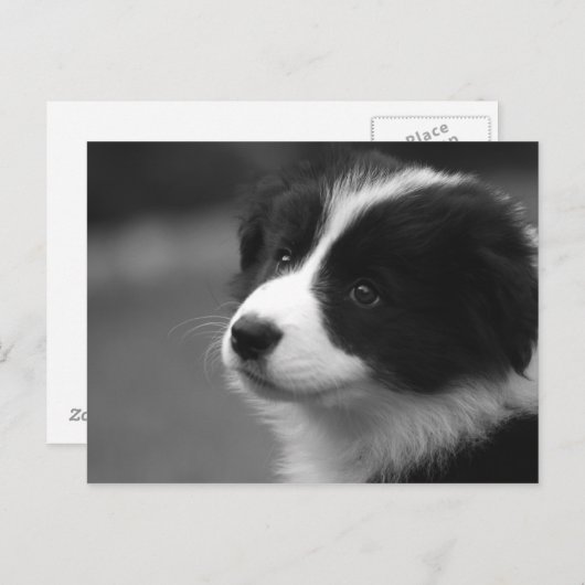 Carte Postale Border Collie (Devant / Derrière)