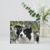 Carte Postale Border Collie Alerte dans les Bois Verts (Debout devant)