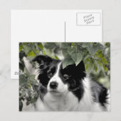Carte Postale Border Collie Alerte dans les Bois Verts (Devant / Derrière)