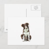 Carte Postale Border Collie (B) - marron et blanc (Devant / Derrière)