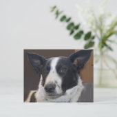 Carte Postale Border Collie Chien Perky Oreilles Photo Vous Manq (Debout devant)