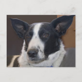 Carte Postale Border Collie Chien Perky Oreilles Photo Vous Manq (Devant)