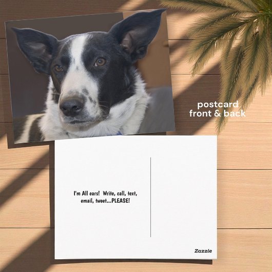 Carte Postale Border Collie Chien Perky Oreilles Photo Vous Manq