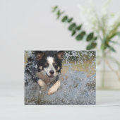Carte Postale border collie courant dans l'eau (Debout devant)