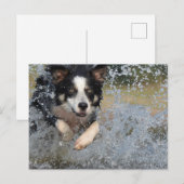 Carte Postale border collie courant dans l'eau (Devant / Derrière)