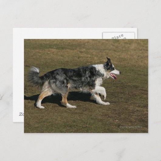 Carte Postale Border Collie en course 1 (Devant / Derrière)