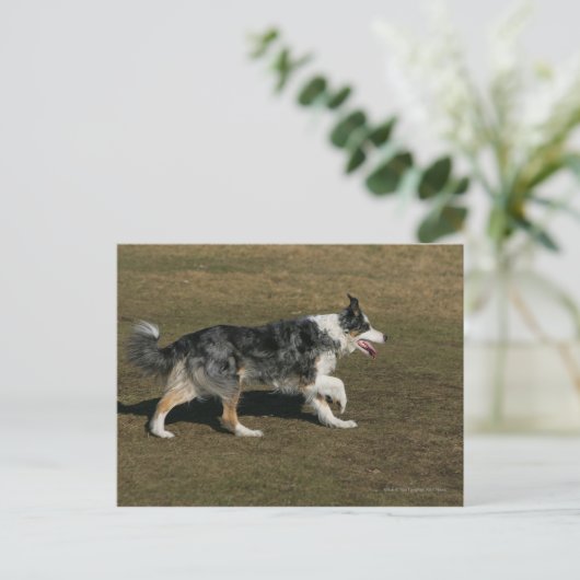Carte Postale Border Collie en course 1 (Debout devant)