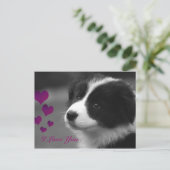 Carte Postale Border Collie, je t'aime (Debout devant)