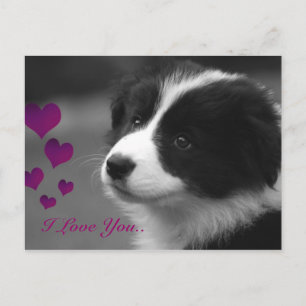 Carte Postale Border Collie, je t'aime