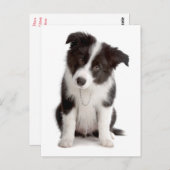 Carte Postale Border Collie Puppy Dog (Devant / Derrière)
