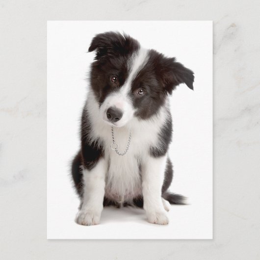 Carte Postale Border Collie Puppy Dog (Devant)