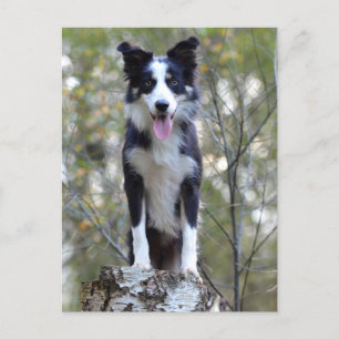 Carte Postale Border Collie Puppy Dog