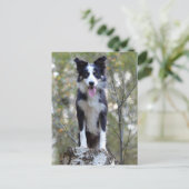 Carte Postale Border Collie Puppy Dog (Debout devant)