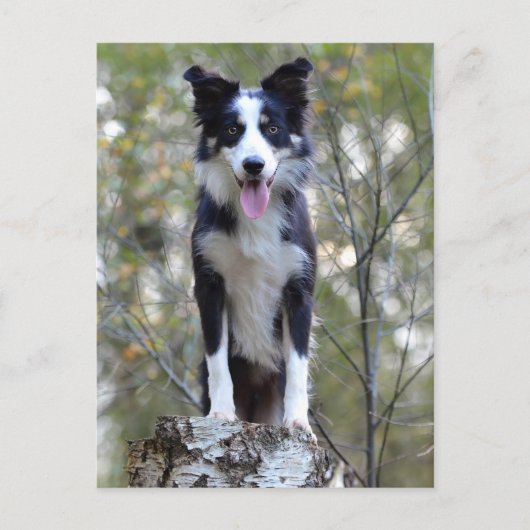 Carte Postale Border Collie Puppy Dog (Devant)
