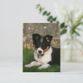 Carte Postale Border Collie Puppy with Leaf in Mouth (Debout devant)