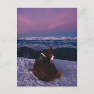 Carte Postale Border Collie sur un sommet enneigé au coucher du