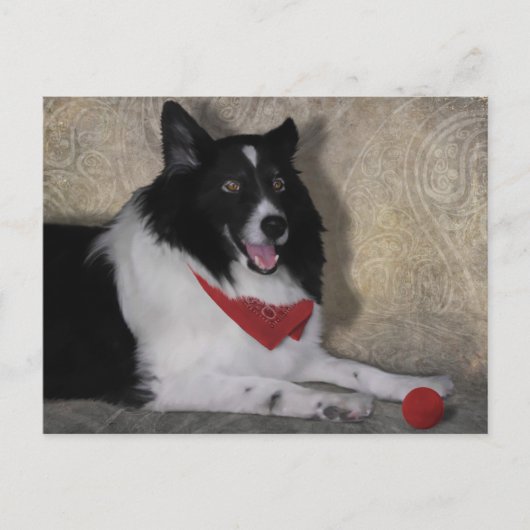 Carte Postale Border Collie "Wylie" (Devant)