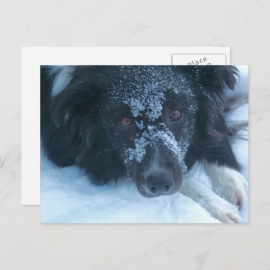Carte Postale Bordure à face neigeuse Collie mignon chien (Devant / Derrière)