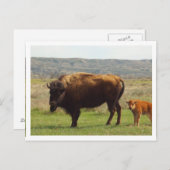 Carte Postale Bordure blanche (Devant / Derrière)