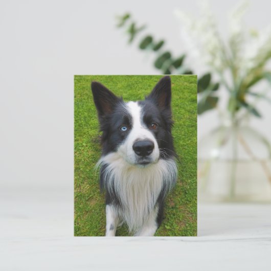 Carte Postale Bordure Collie (Debout devant)