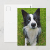 Carte Postale Bordure Collie (Devant / Derrière)