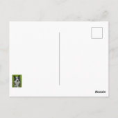 Carte Postale Bordure Collie (Dos)