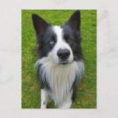 Carte Postale Bordure Collie (Devant)