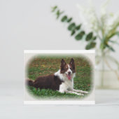Carte Postale Bordure Collie (Debout devant)