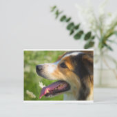 Carte Postale Bordure Collie (Debout devant)