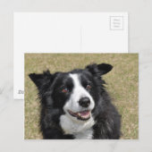 Carte Postale Bordure Collie (Devant / Derrière)
